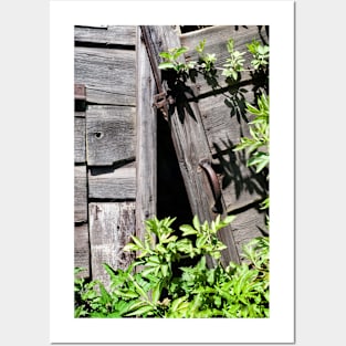 Old abandoned  shed doors being taken over by nature - Yorkshire, UK Posters and Art